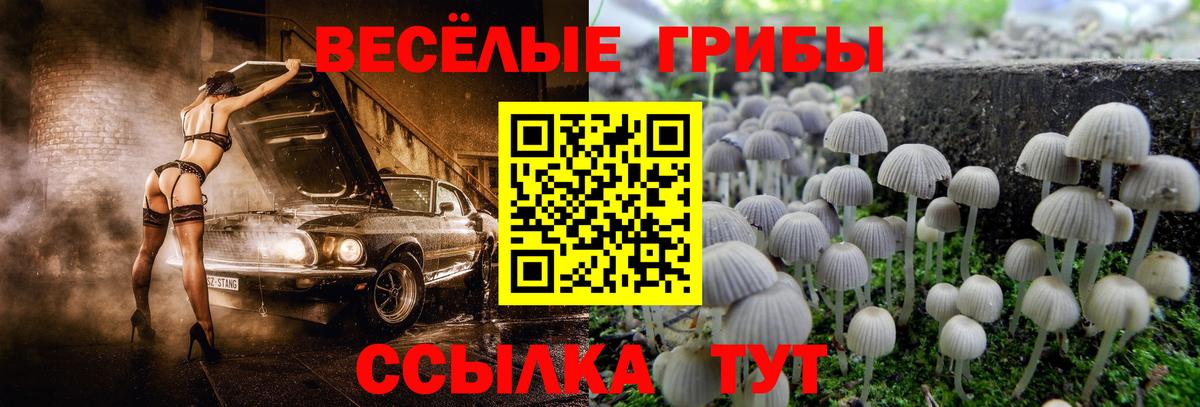 Псилоцибиновые грибы мицелий Благовещенск